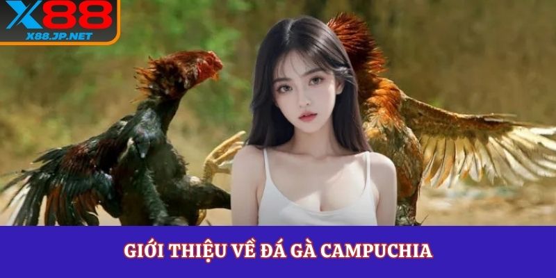 Giới thiệu về đá gà Campuchia
